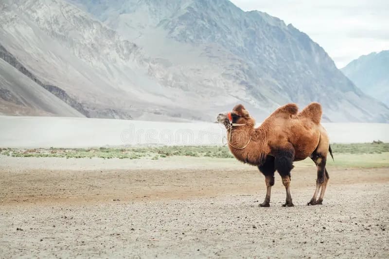 Leh-ladakh